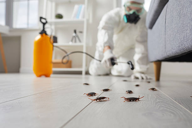 Commercial Kitchen Cockroach Control in Washington